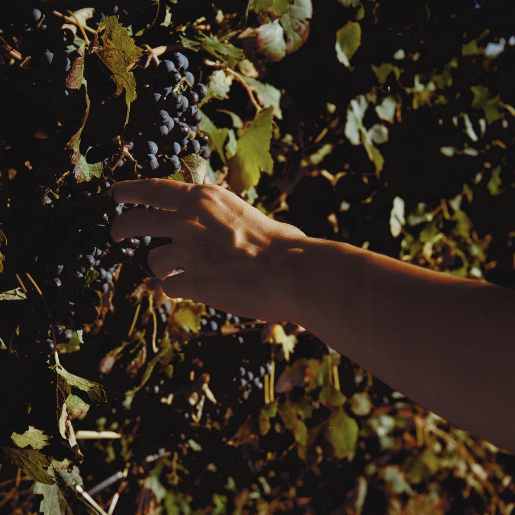 the vineyards in Manthyrea